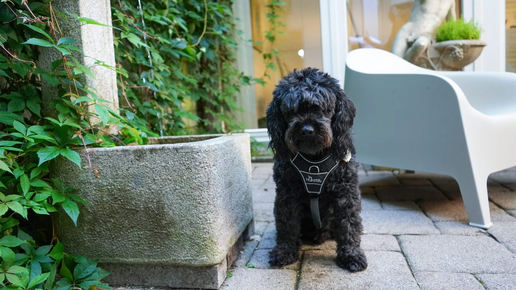 Hunde willkommen im Dental Spa Konstanz